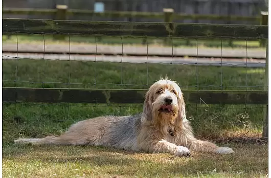 Unsichtbare Hundezäune: Wie sie funktionieren – und warum sie ei